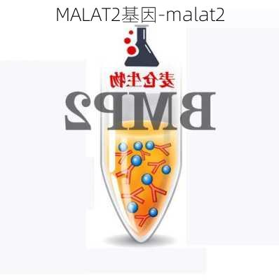 MALAT2基因-malat2